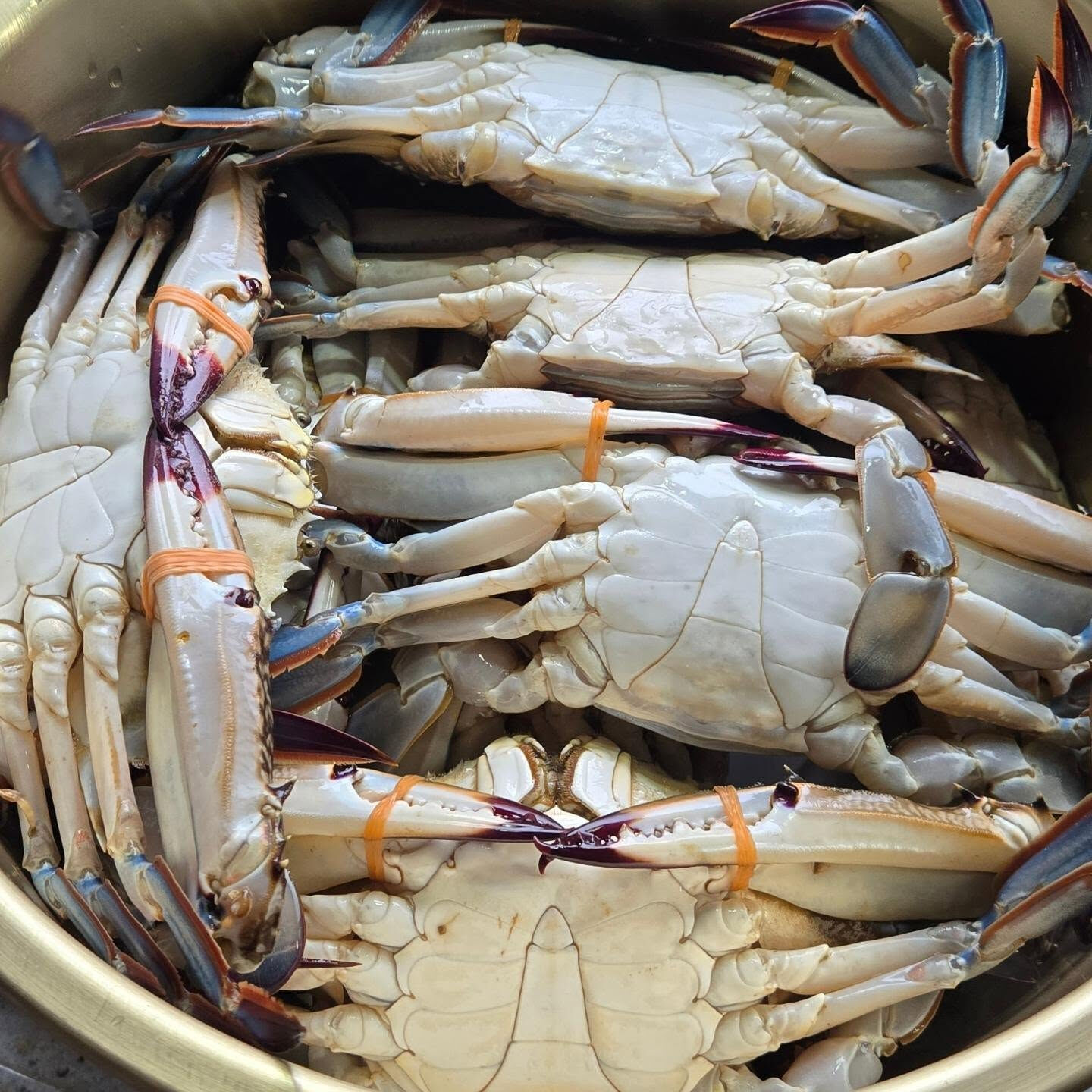 ワタリガニGET！
